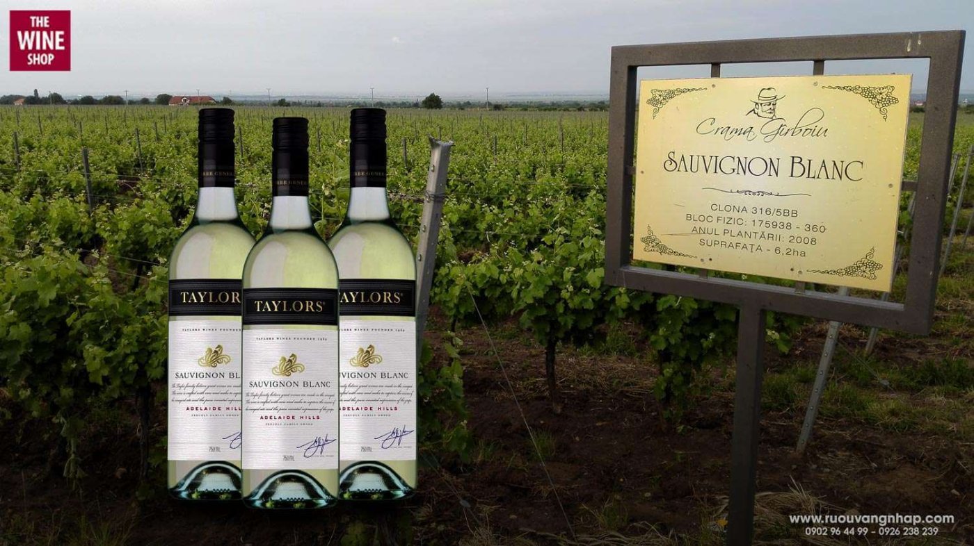 Rượu vang Taylors Estate Sauvignon Blanc được sản xuất tại miền Nam nước Úc