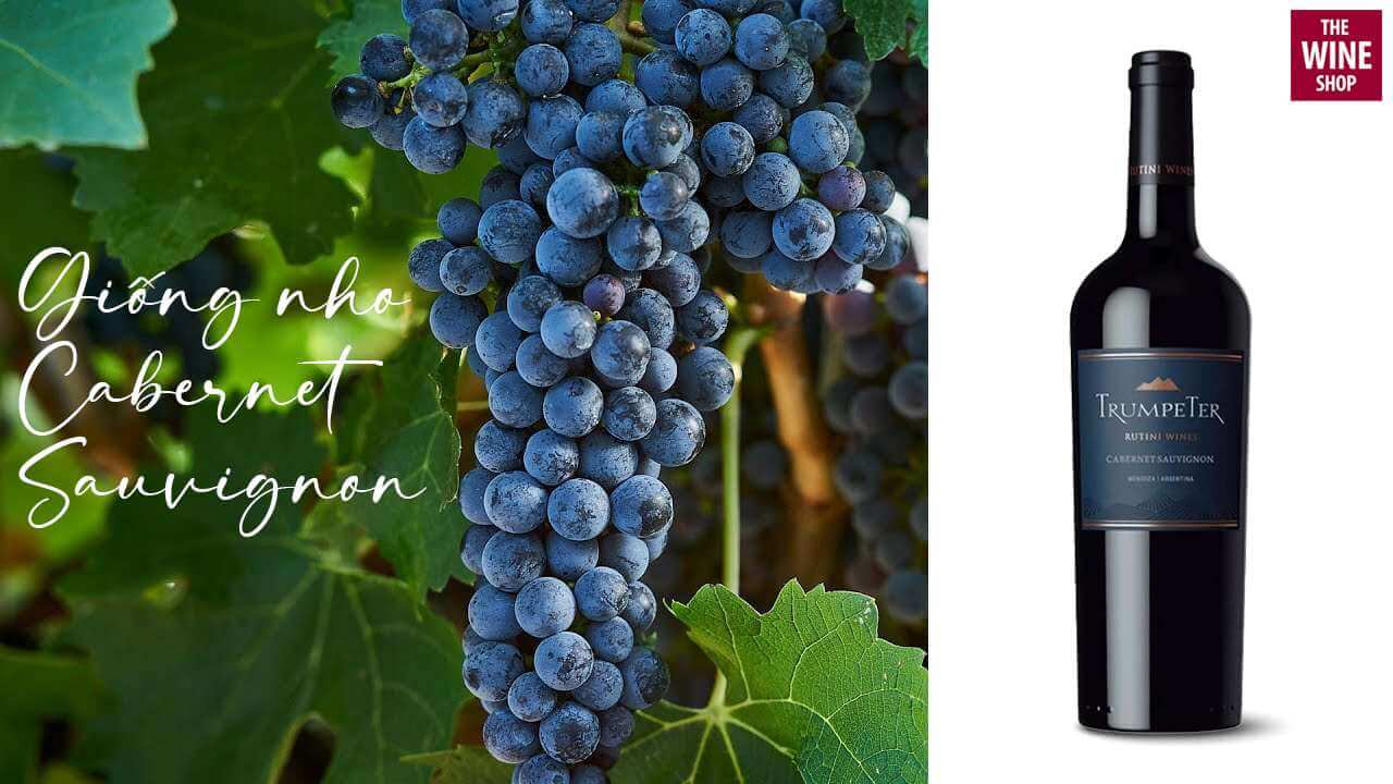 Trumpeter Cabernet Sauvignon được ủ men từ giống nho Cabernet Sauvignon