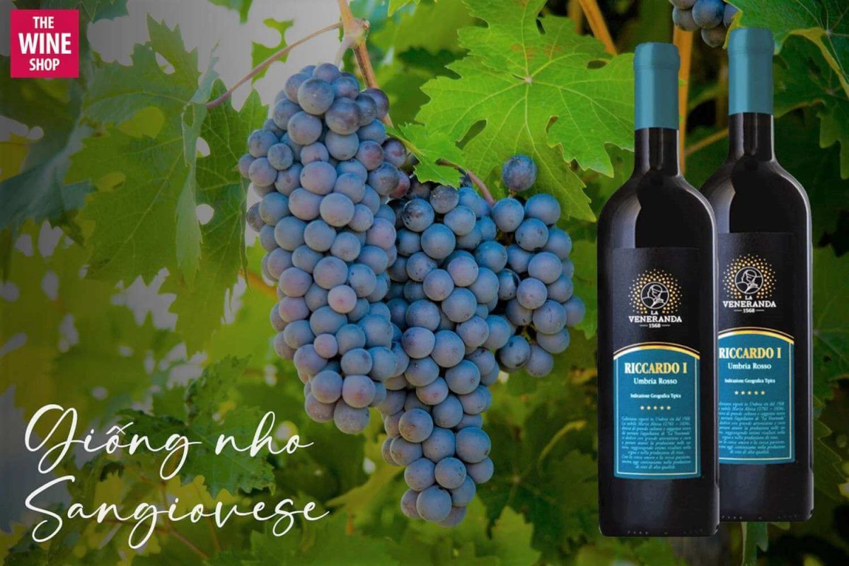 Rượu vang La Veneranda Riccardo I Umbria IGT Rosso được sản xuất từ 3 giống nho