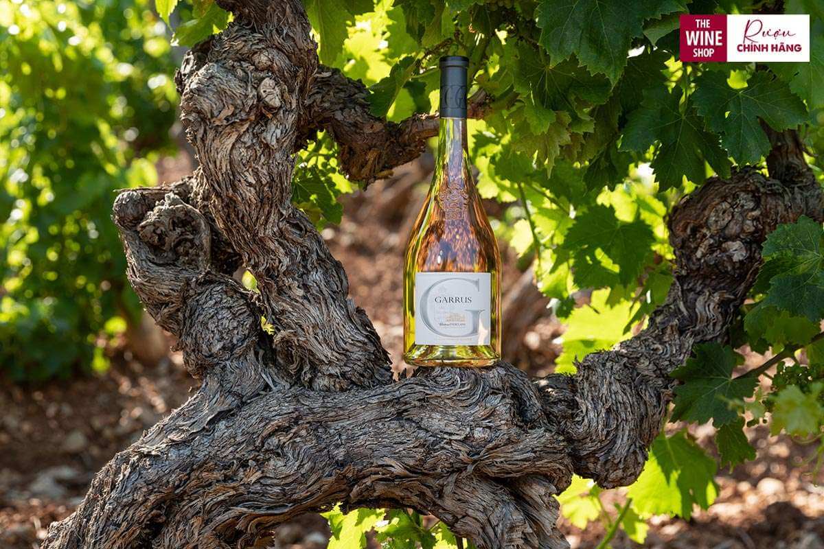 Rượu vang hồng Chateau D’esclans Garrus ra đời với quy trình sản xuất kỳ công