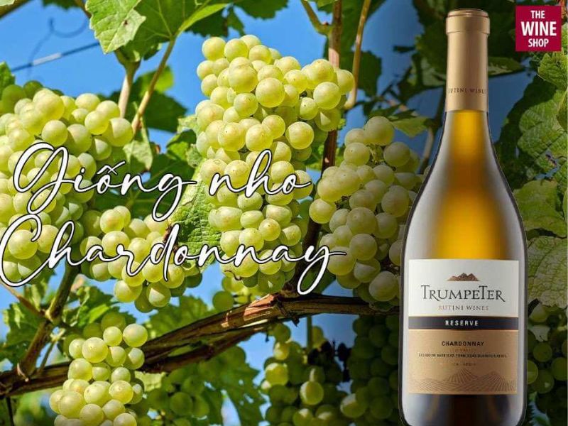 Trumpeter Reserve Chardonnay là tượng trưng cho dòng chảy “thanh mát đương đại mới”